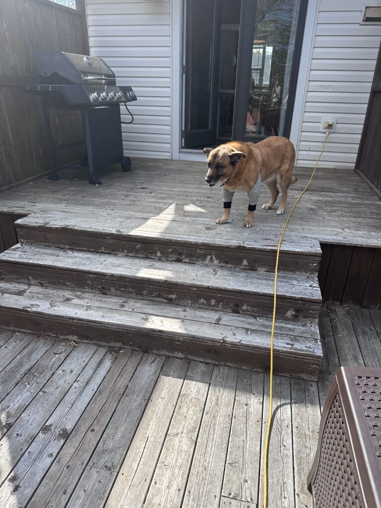 staining a deck