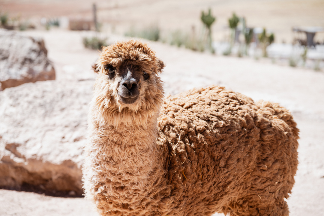 things to do in cusco peru