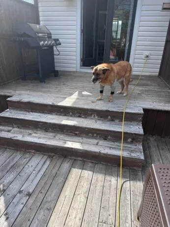 staining a deck