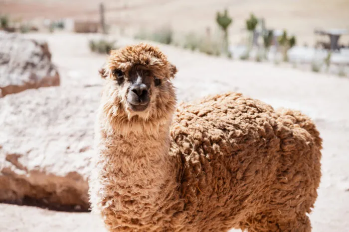 things to do in cusco peru