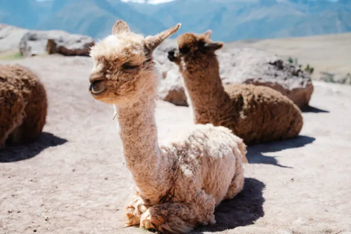 things to do in cusco peru - mountain view experience